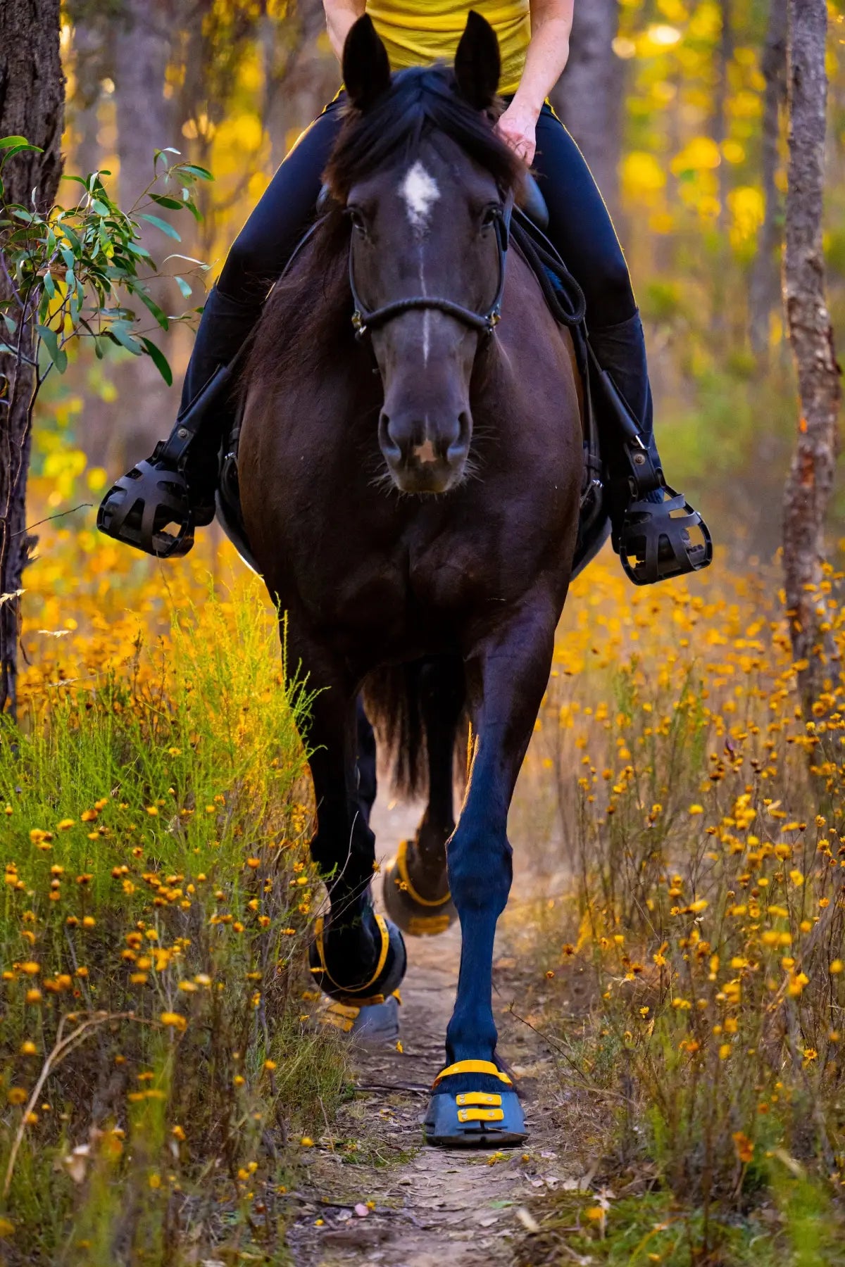 Horse wearing Scoot Boots on a trail