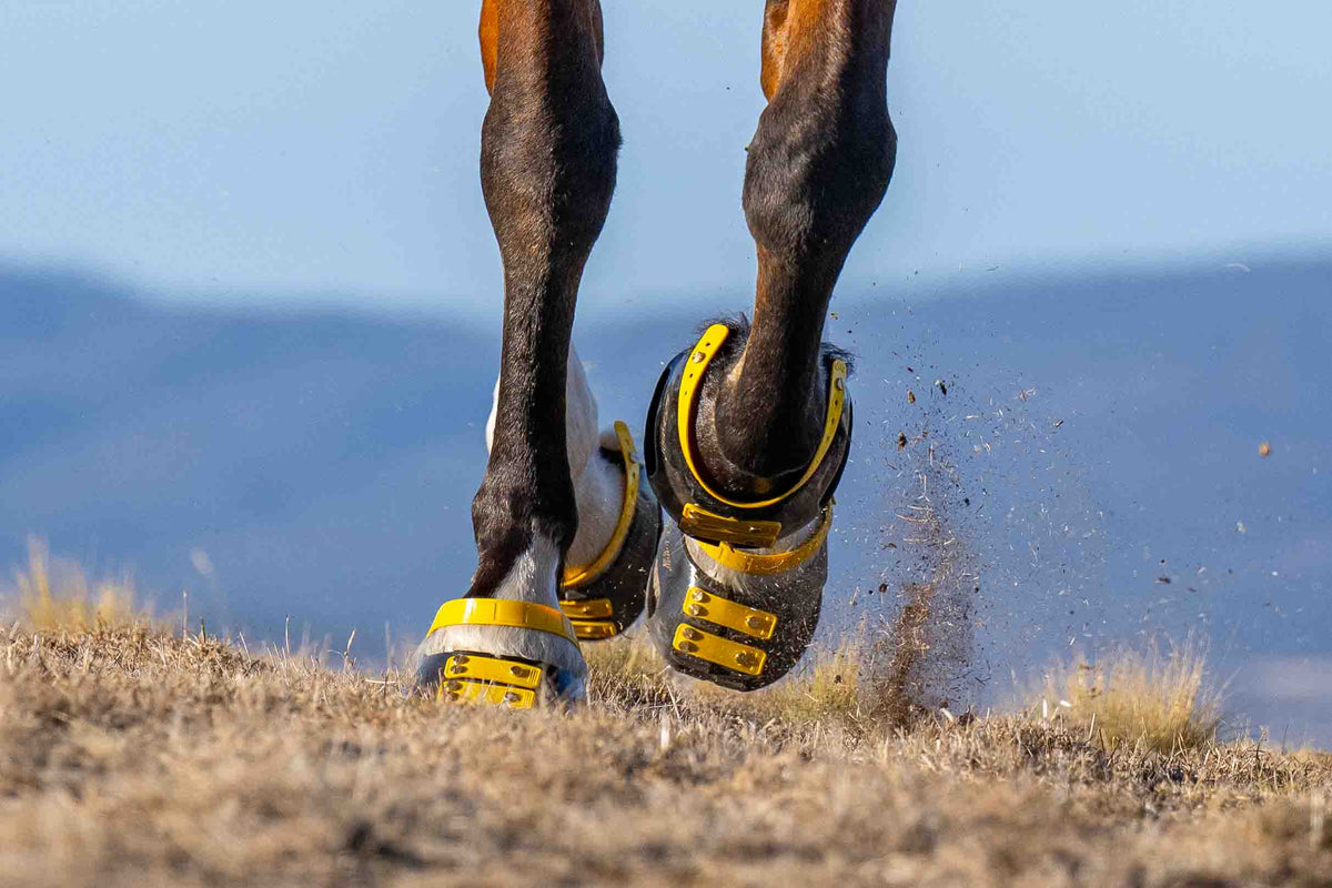 Horse standing in Scoot Boots