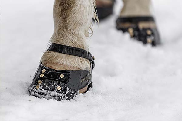Horse on the trail